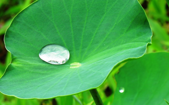 Close up of a droplet on a leaf